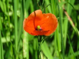 Klatschmohn